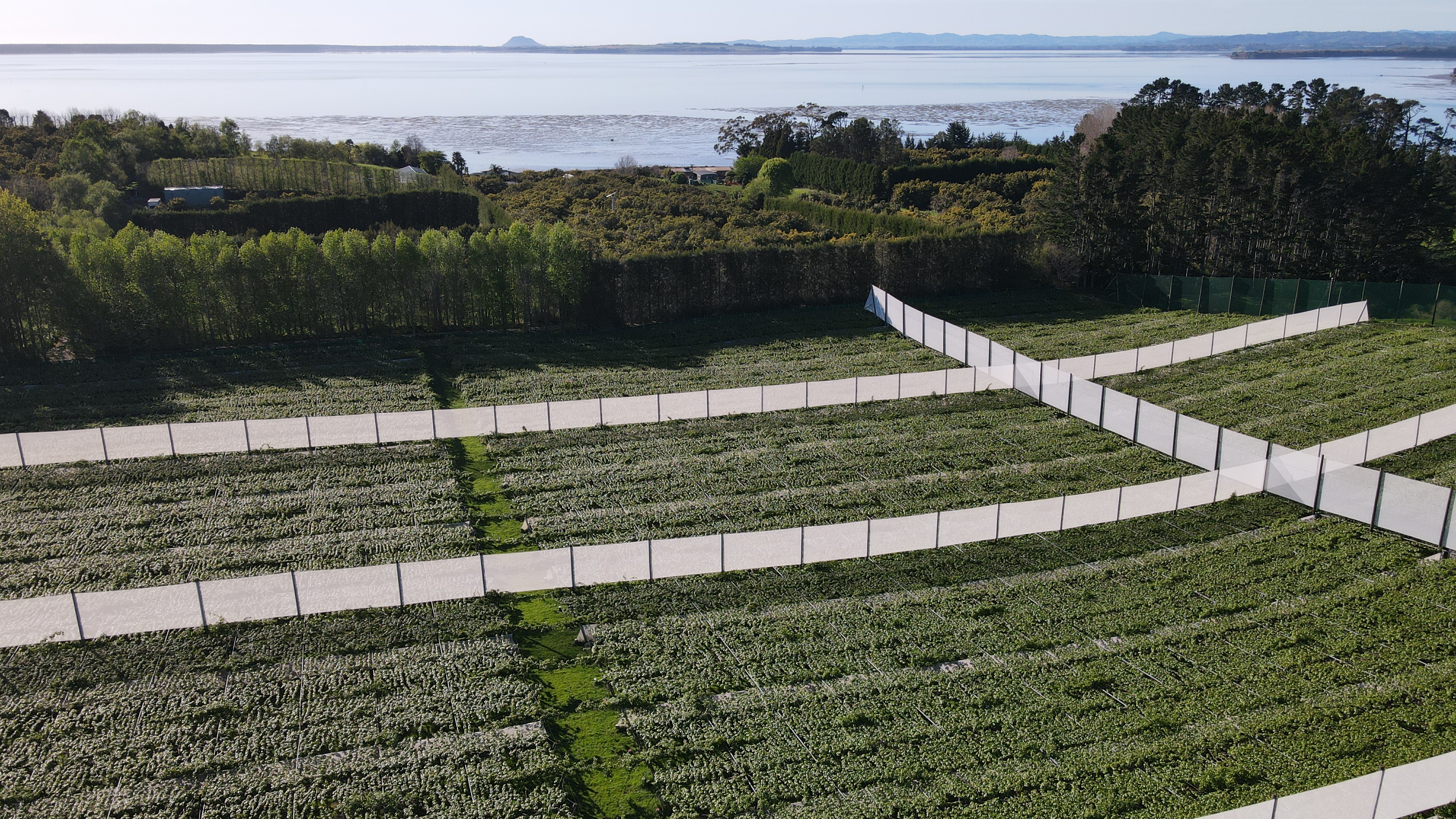 Canopy spraying in a kiwifruit orchard